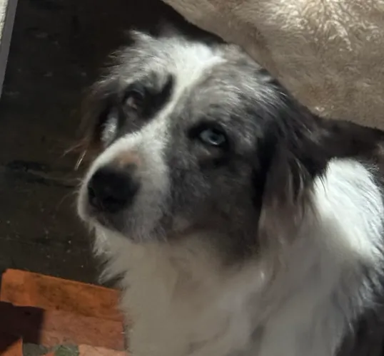 Border collie fêmea - LEIA O ANÚNCIO 