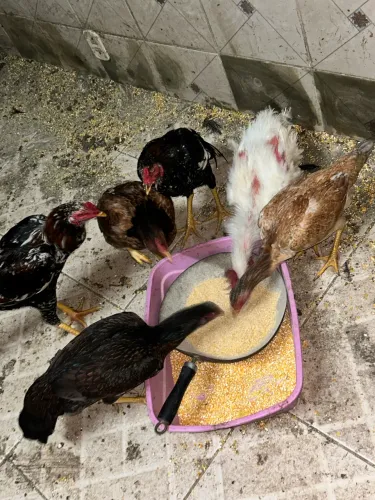 VENDE SE GALOS / GALINHAS