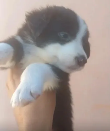 Border collie alta qualidade e procedencia 