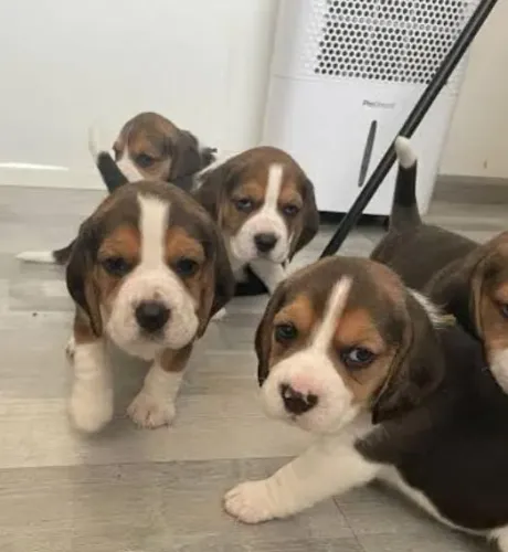Beagle Mini Filhotes Ideais Para Companhia.
