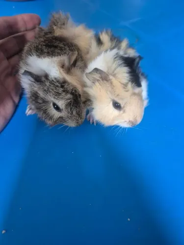 Porquinho da india