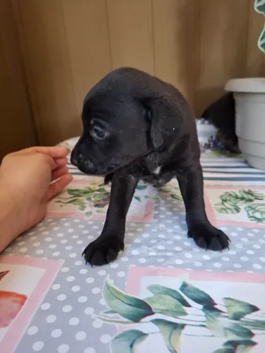 Doação de cachorrinhos filhotes 