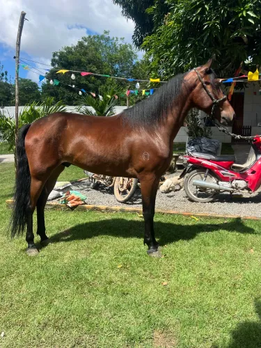 Vendo cavalo mangalarga castrado 