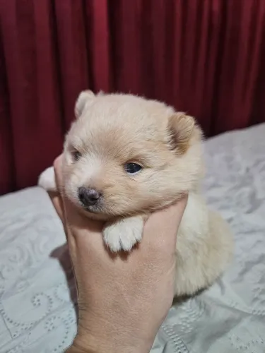 Spitz Alemão/ Lulu da Pomerânia macho