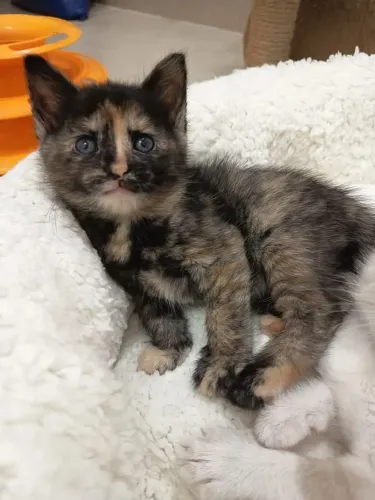 Gatinho tricolor Femea barata