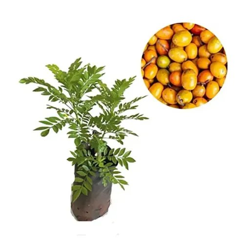 Mudas Frutíferas: seriguela 