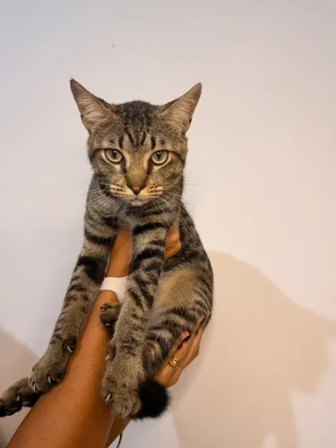 Gato para adoção 