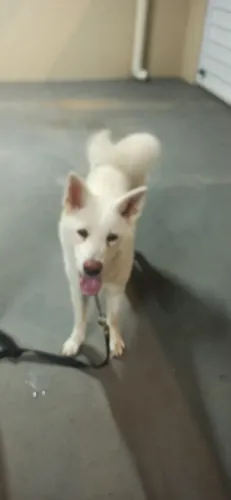 Doação de Akita Inu Branco