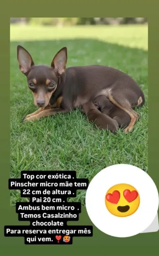 Pinscher zero casal reserva exóticos .