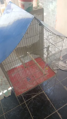 Vendo viveiro de pássaros