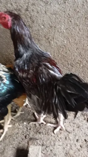 Frango caipira