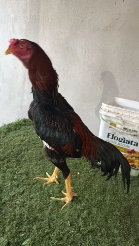 Galo indio