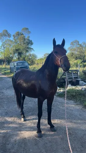 Cavalo de confiança