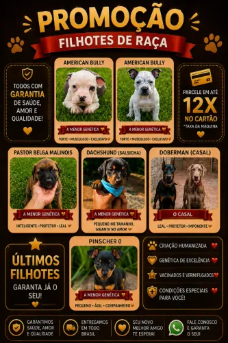 Filhotes de diversas raças, dachshund,pinscher,doberman,american bully e muito mais