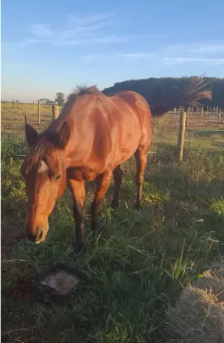 Cavalo de Laço Cabeça - Quarto de Milho - Oportunidade