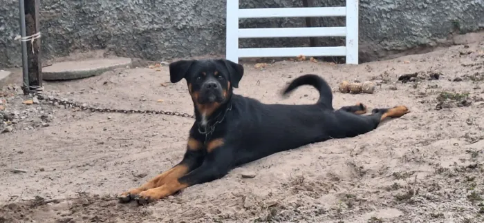 Doação responsável de doguinho, mistura de rottweiler com shiatsu 
