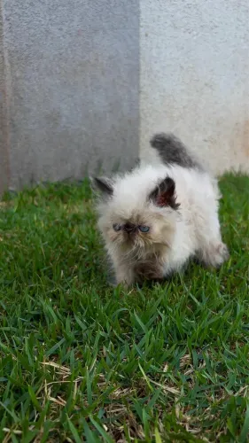 Gato macho 