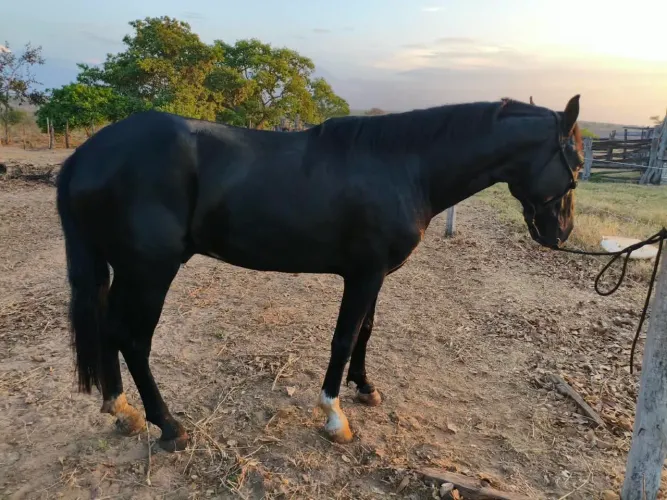 CAVALO MANGALARGA