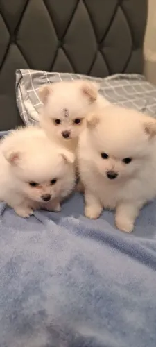 filhotes cachorro