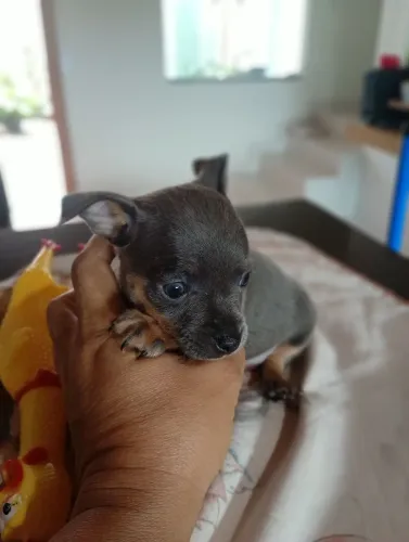 Pinscher 1