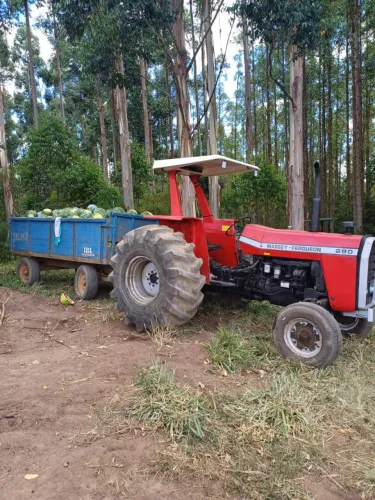 Trator MF 290