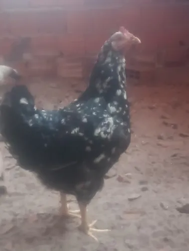 Galinha 