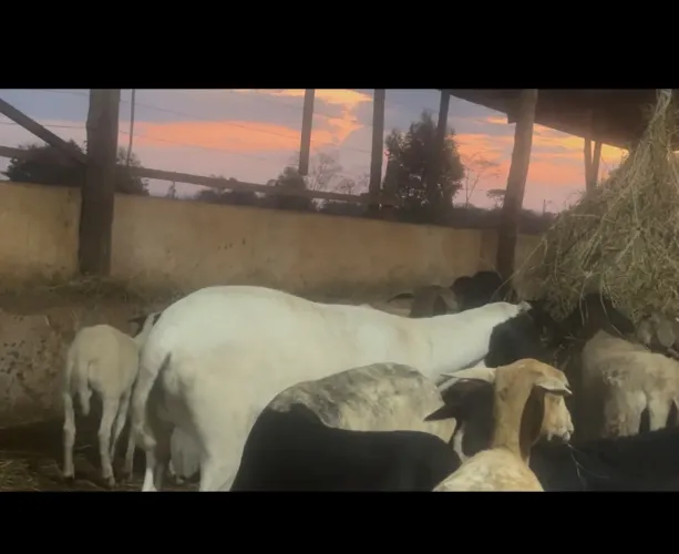 Ovelhas,borregos,carneiros