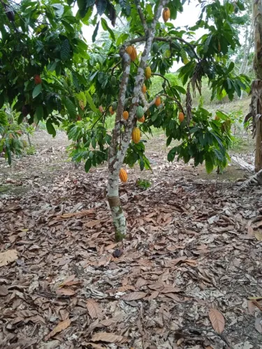 PROPRIEDADE RURAL EM BUERAREMA TEL: * 