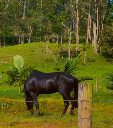 Vende se cavalo mangalarga machador marcha batida
