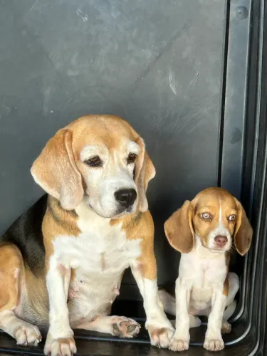 FILHOTE DE BEAGLE RED (RARÍSSIMA)