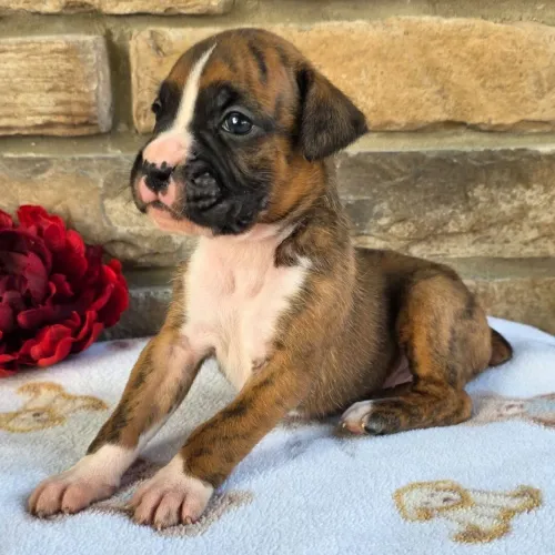 Boxer: Um parceiro forte 