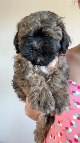 Filhotes de Shih Tzu