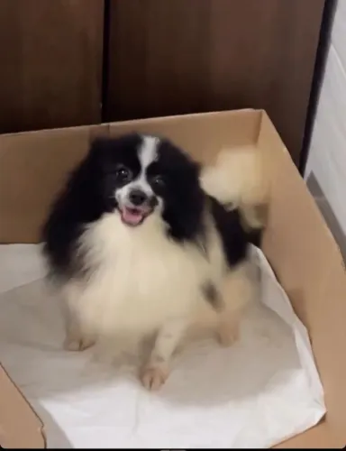Lulu da pomerania femea 1 ano