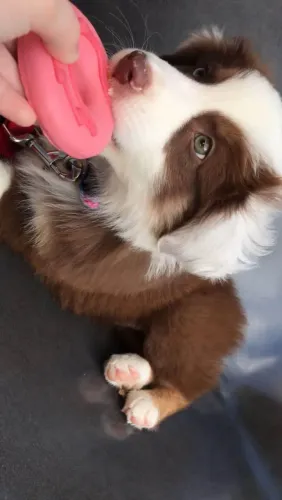 Filhote border collie, Lambidas garantidas e felicidade sem fim!