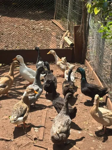 Vendo casais de marrecos 