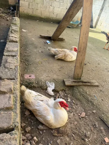 Vendo 2 patos e uma fêmea