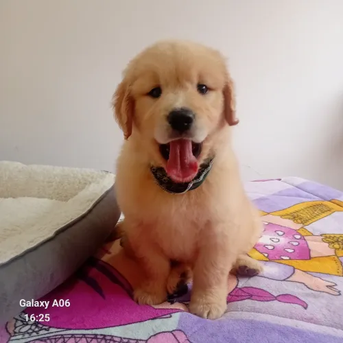 Golden retriever