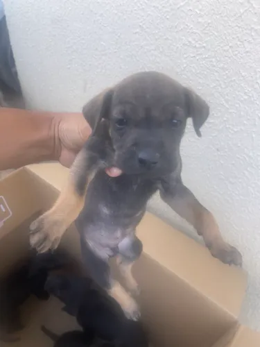 Lindos cachorrinhos para doação 