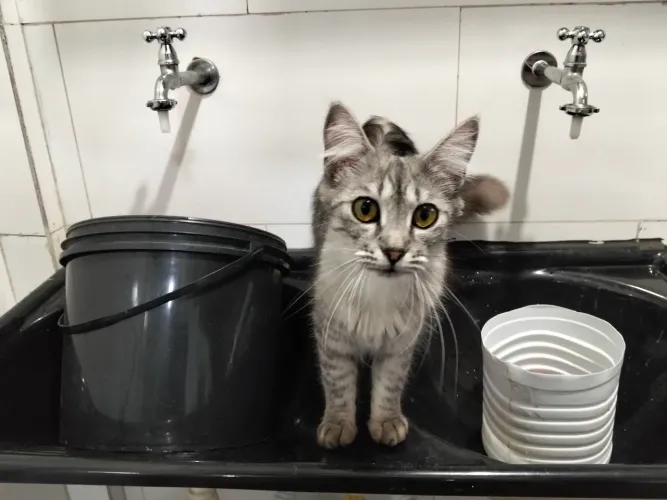 Gata 1 ano para doação
