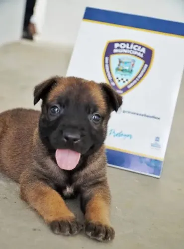 Pastor belga malinois e pastor alemçao puros