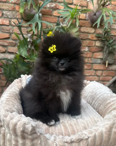 Lulu Pomerania fêmea black. Disponível 