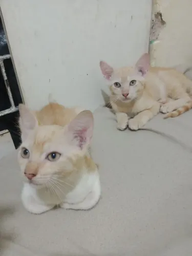 Gatas