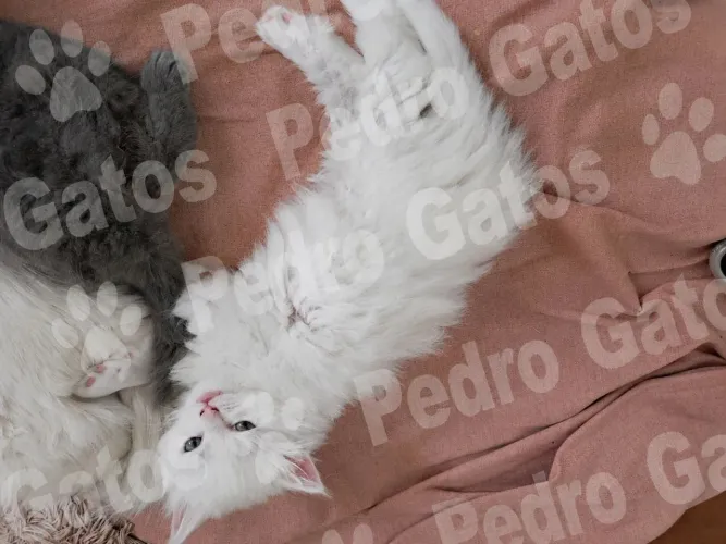 Angorá turco 65 dias