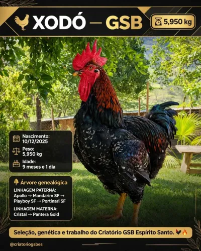 Ovos e pintinhos GSB 