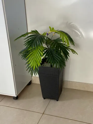 Planta decorativa