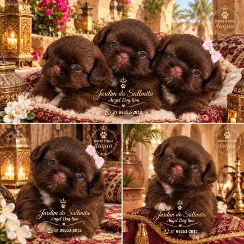 Lindos filhotes Shih-tzu minis