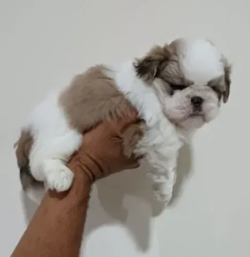 Cachorro