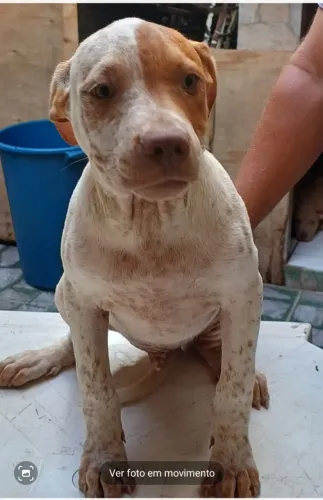 Animais