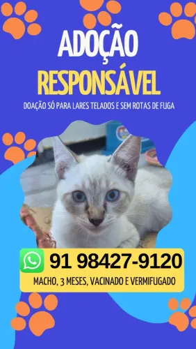 Adoção Responsável de Gatinhos