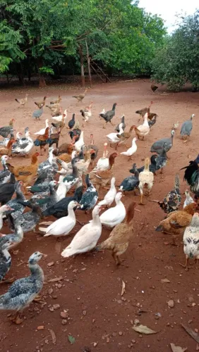 Vende se Patos